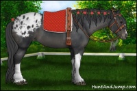 Horse Color:Black Appaloosa