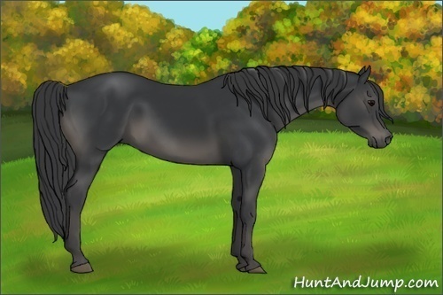 Horse Color:Black 