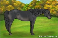 Horse Color:Black 