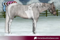 Horse Color:Silver Blue Roan Tobiano