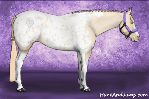 Horse Color:Gold Champagne Roan Dun Splash Tobiano Frame Appaloosa Rabicano 