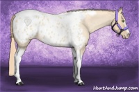 Horse Color:Gold Champagne Roan Dun Splash Tobiano Frame Blanket Rabicano 
