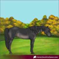Horse Color:Black 