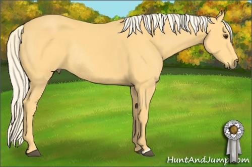 Horse Color:Palomino Rabicano 