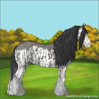 Horse Color:Grullo Sabino Splash  and Grullo Roan Sabino Splash 