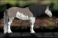 Horse Color:Grullo Sabino Splash  and Grullo Sabino Splash 