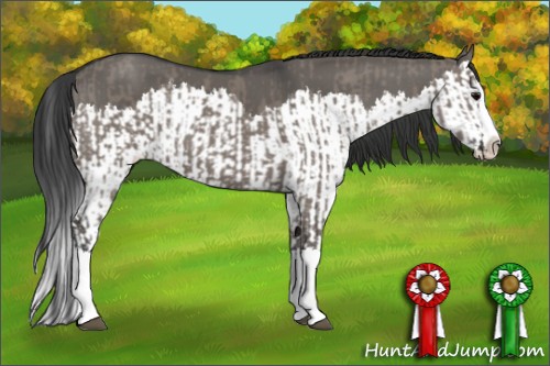 Horse Color:Grullo Sabino Splash  and Grullo Sabino Splash 