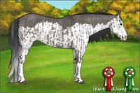 Horse Color:Grullo Sabino Splash  and Grullo Sabino Splash 