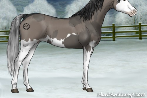 Horse Color:Grullo Sabino Splash  and Grullo Sabino Splash 