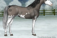 Horse Color:Grullo Sabino Splash  and Grullo Sabino Splash 