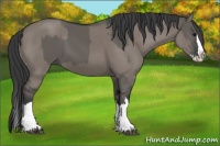 Horse Color:Grullo Sabino Splash  and Grullo Sabino Splash Rabicano 