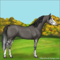 Horse Color:Grullo Sabino Splash  and Grullo Sabino Splash 