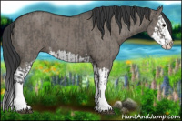 Horse Color:Grullo Sabino Splash  and Grullo Sabino Splash 