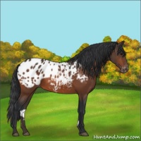 Horse Color:Bay Appaloosa 