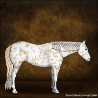 Horse Color:Palomino Dun Splash Near Leopard