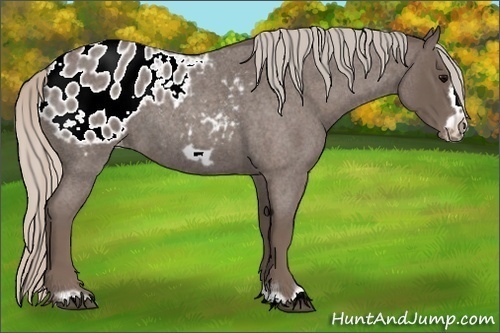 Horse Color:Silver Blue Roan Frame Blanket 