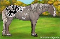 Horse Color:Silver Blue Roan Frame Appaloosa 