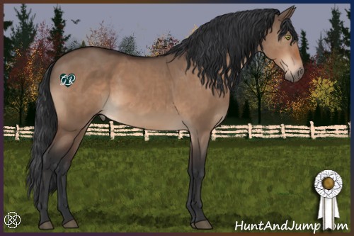 Horse Color:Brown Dun 