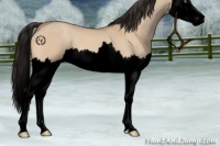 Horse Color:Void Amber Champagne Dun Sabino Splash 