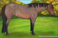 Horse Color:Bay Roan Rabicano 