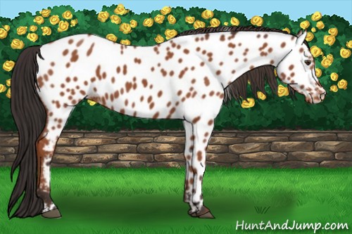 Horse Color:Bay Appaloosa 