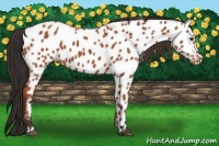 Horse Color:Bay Appaloosa 