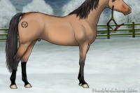 Horse Color:Void Bay Dun