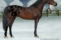 Horse Color:Void Brown Appaloosa 