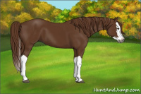 Horse Color:Gray Chestnut Splash 
