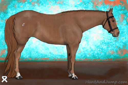 Horse Color:Chestnut  and Chestnut 