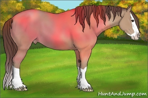 Horse Color:Classic Champagne Splash Appaloosa 