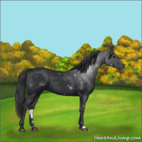 Horse Color:Black 