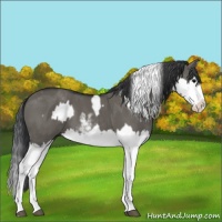 Horse Color:Grullo Sabino Splash  and Grullo Sabino Splash 