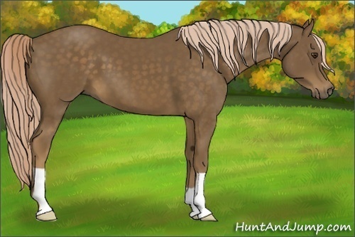 Horse Color:Chocolate Palomino 