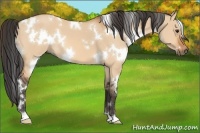 Horse Color:White Spotted Bay Dun 