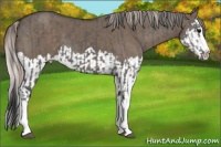 Horse Color:Grullo Sabino Splash  and Silver Grullo Sabino Splash 