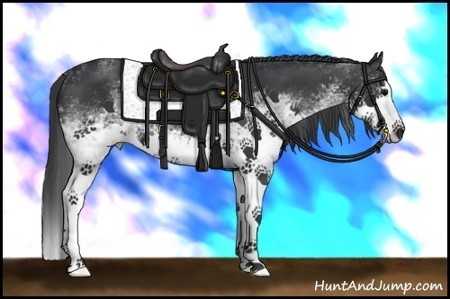 Horse Color:White Spotted Black Splash 