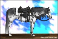 Horse Color:White Spotted Black Splash