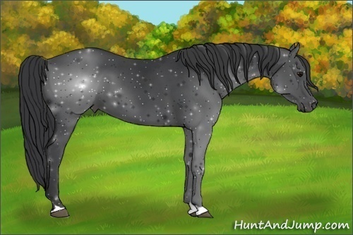 Horse Color:Black 