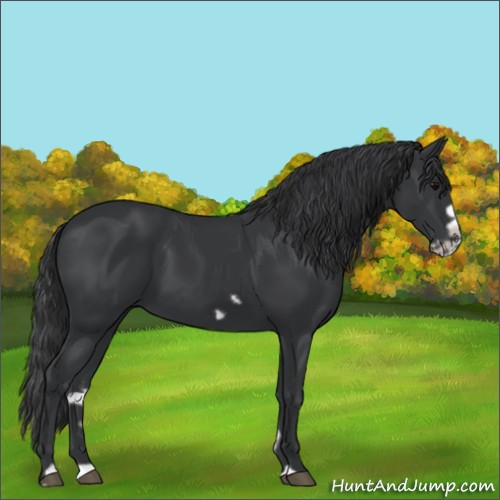 Horse Color:Black Splash Frame 
