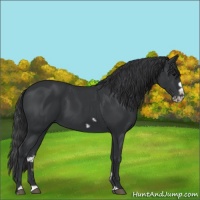 Horse Color:Black Splash Frame
