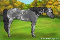 Horse Color:Black Ice 