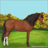 Horse Color:Bay 