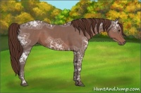 Horse Color:Liver Chestnut Ice 