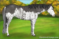 Horse Color:Grullo Sabino Splash  and Grullo Sabino Splash 