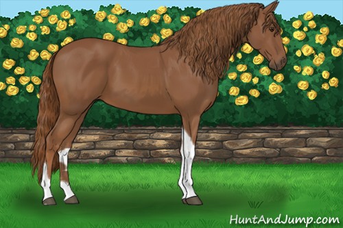 Horse Color:Chestnut Tobiano 