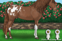 Horse Color:Chestnut Tobiano Appaloosa