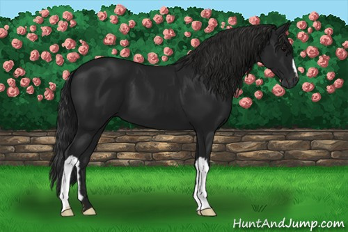 Horse Color:Gray Black 