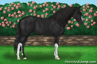 Horse Color:Gray Black