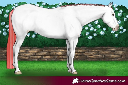Horse Color:Painted White Spotted Red Dun Ice Frame Appaloosa 